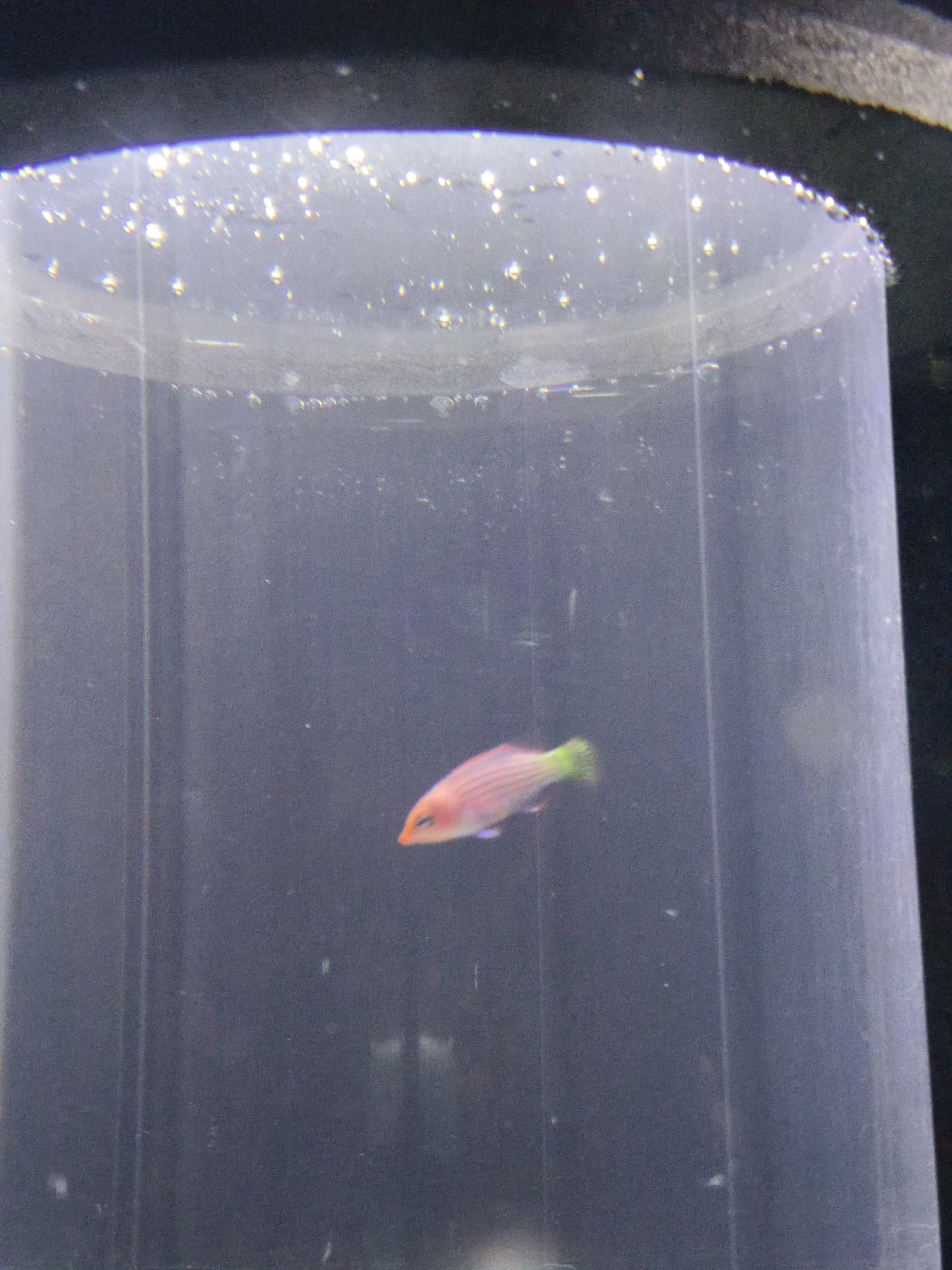 。。。。 六线龙小宝宝