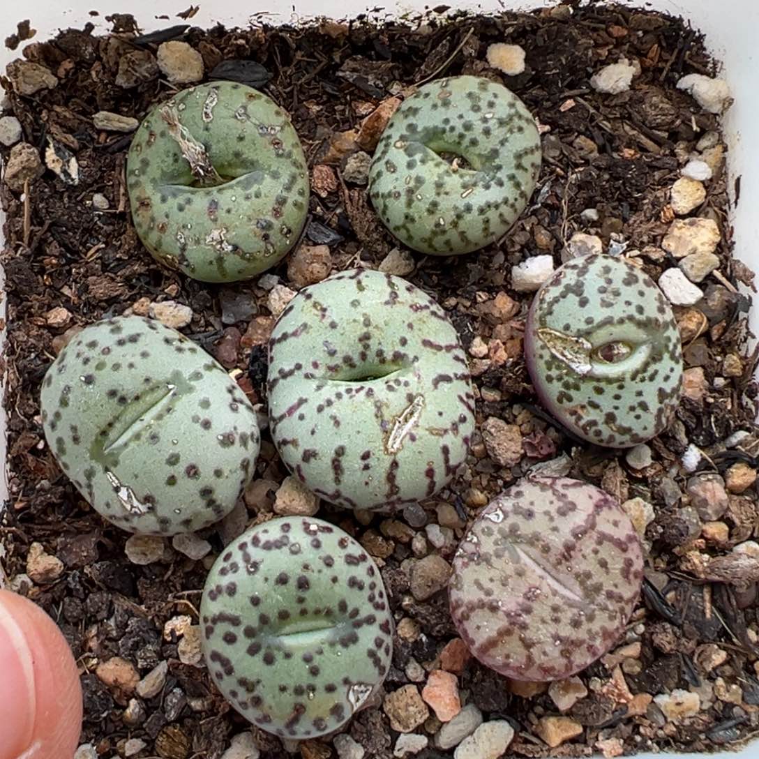 1.13好看的多肉773