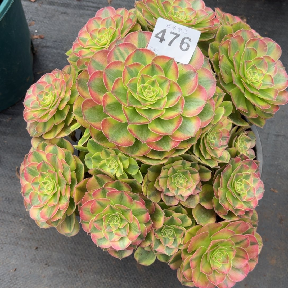 幸***福无花朵476多肉法师发货