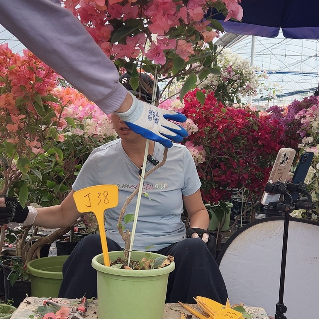 隆***辰大部分花苞少量开放J38波妹