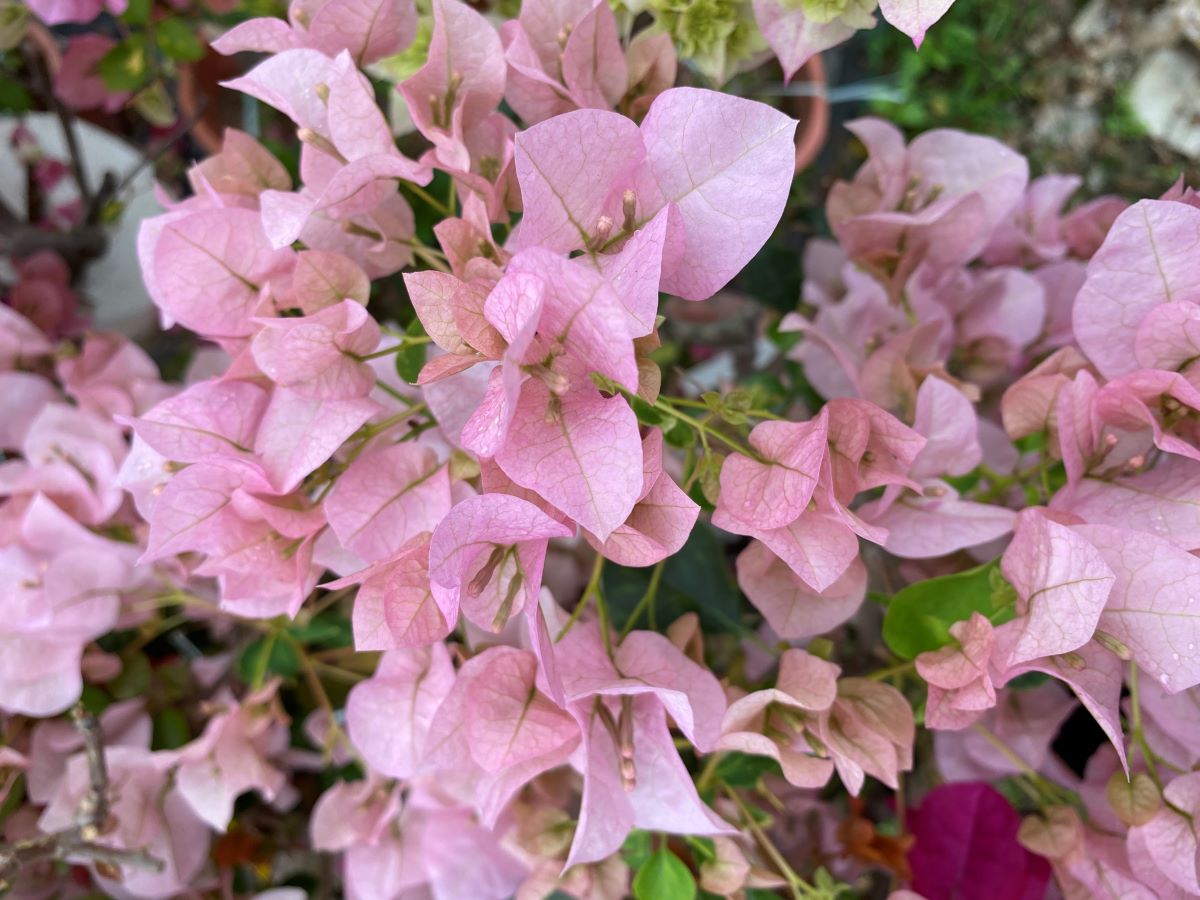 0..5加仑盆，多品种一物一拍