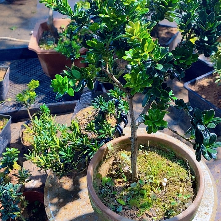 一**李罗汉松鲜花绿植