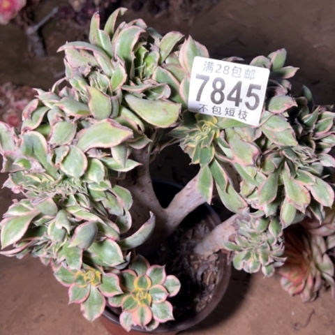 灿烂缀多肉植物法师7845