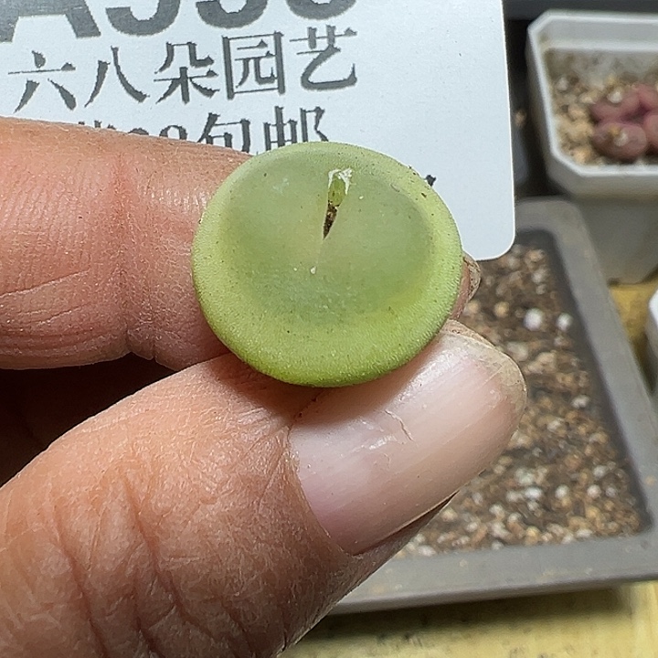 布***2995号拉登多肉植物