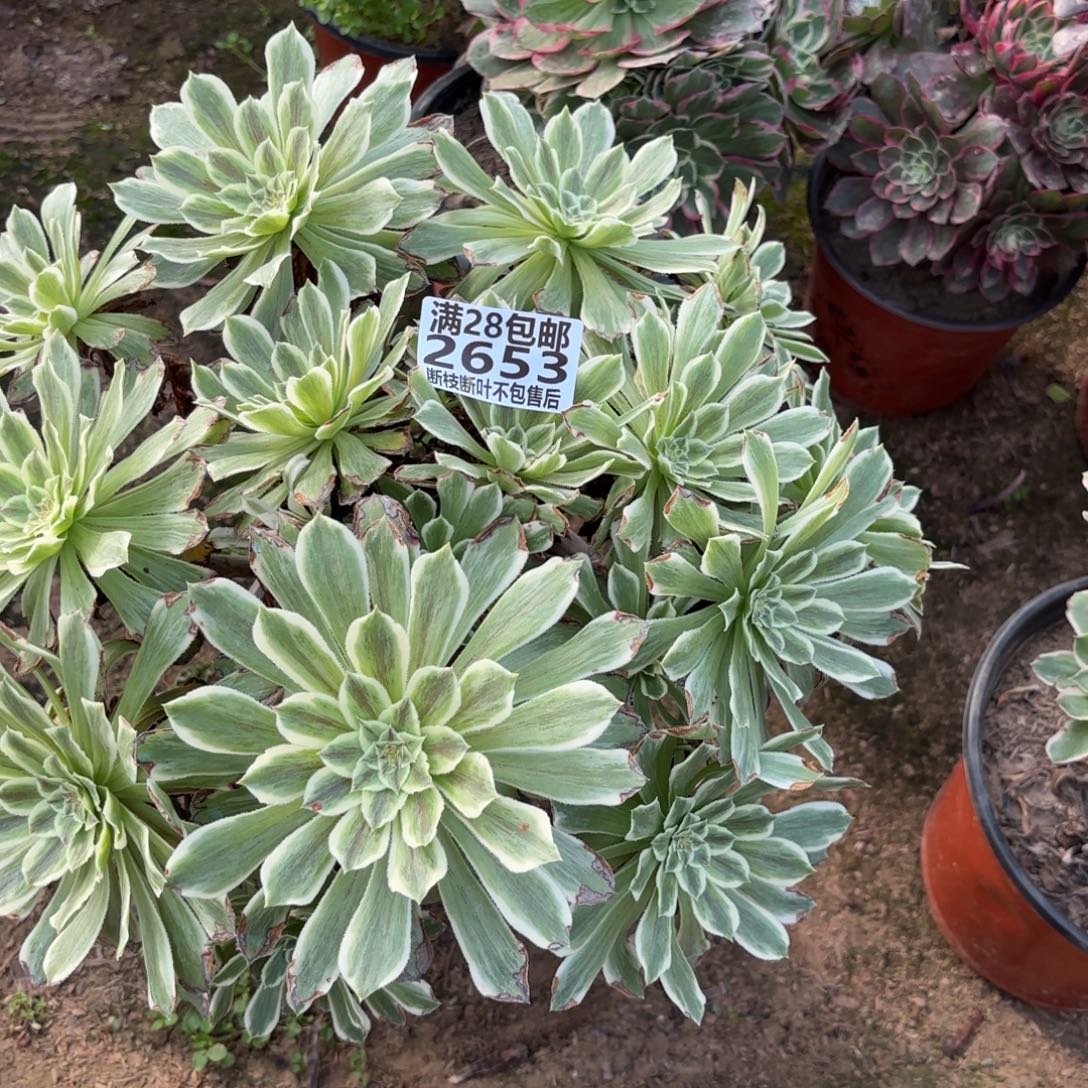 M 2653碧浪多肉，aaeee