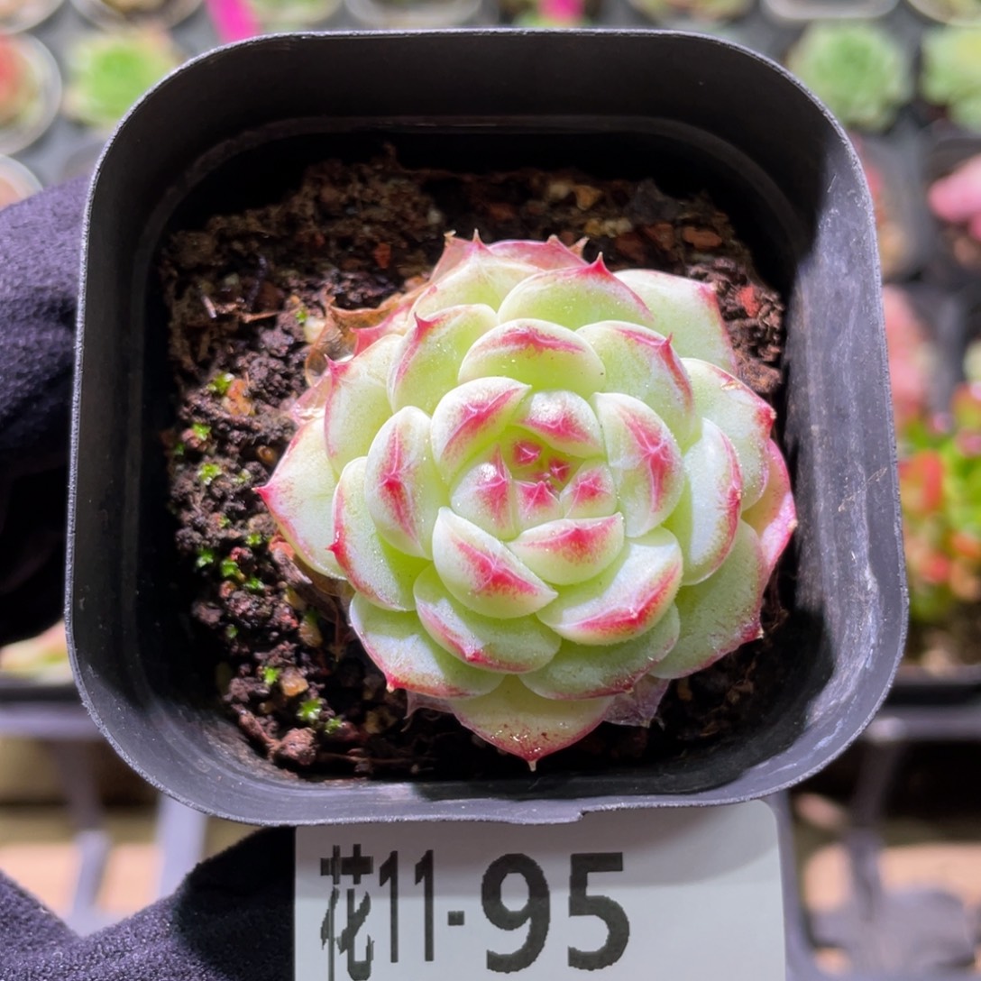 花利美11-95新品单头