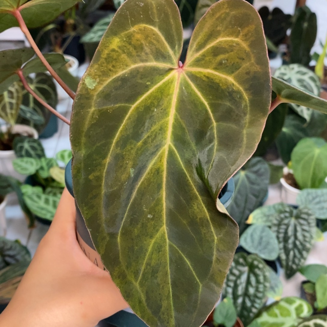 不开花植物黑丝绒杂黑凤凰