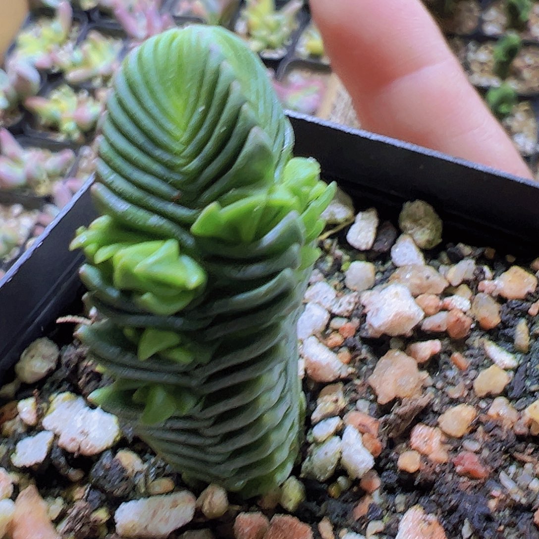 达魔塔19包邮多肉植物