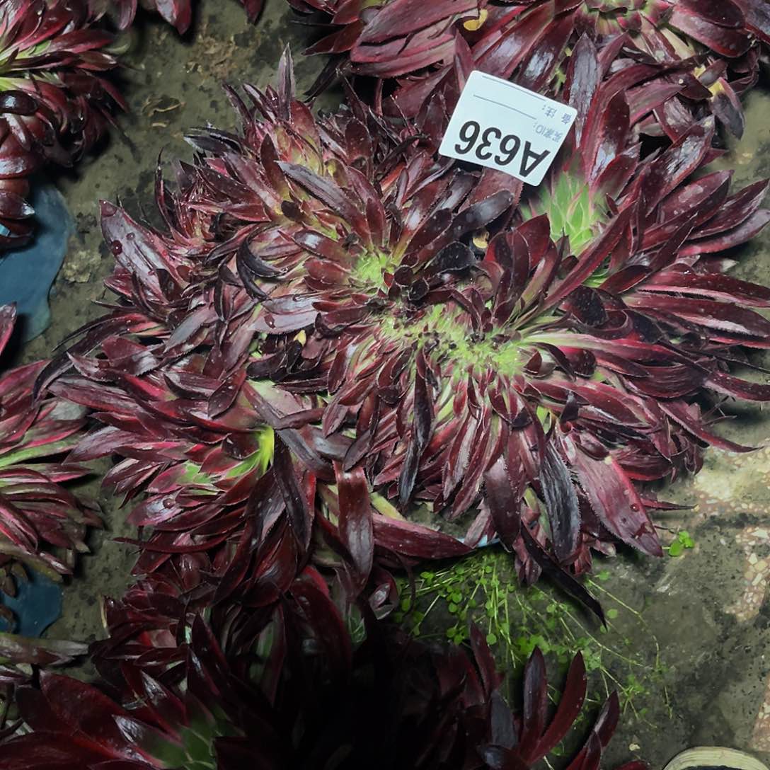 孔雀法师28—44包邮