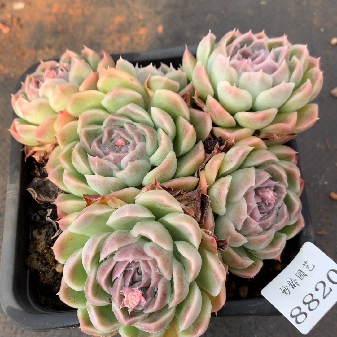 8820杂交多肉老桩