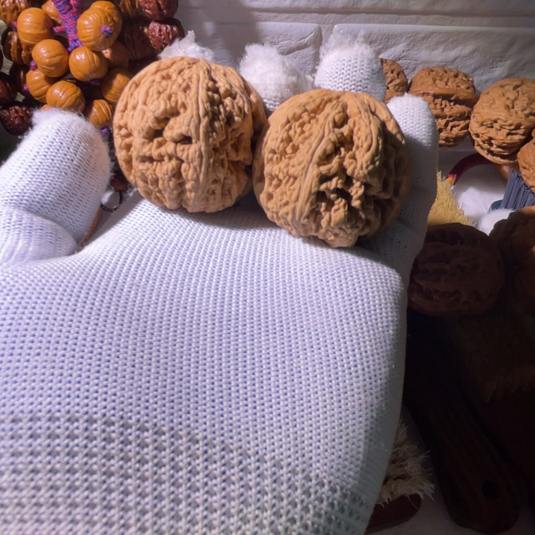 核桃大粗筋核桃八筋明显