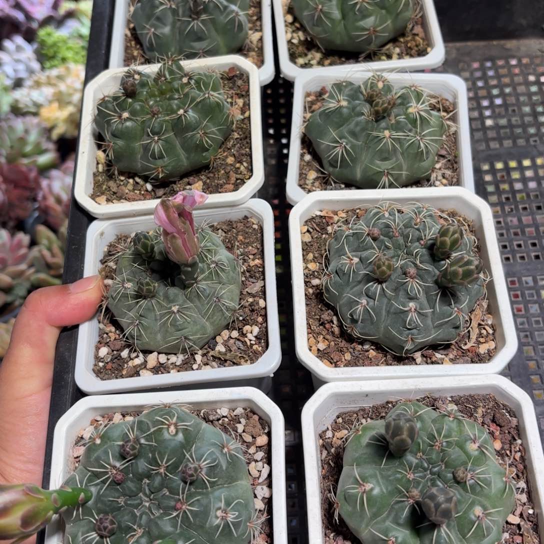 绯花玉仙人球9㎝盆特价