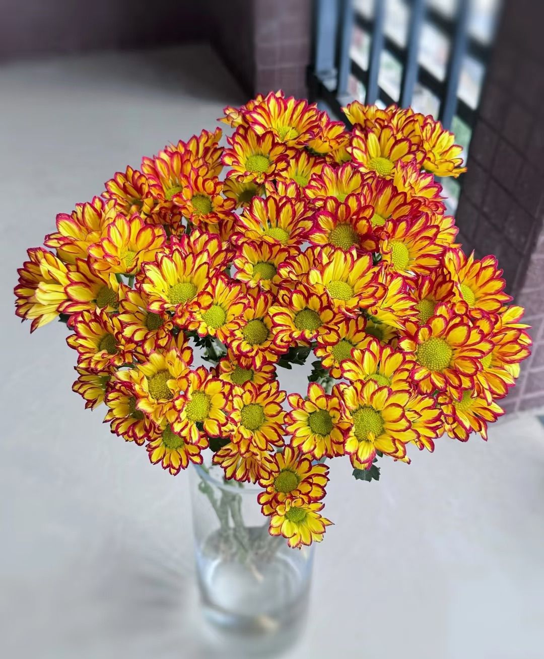 罗马假日小雏菊一把    云南基地鲜花       水养