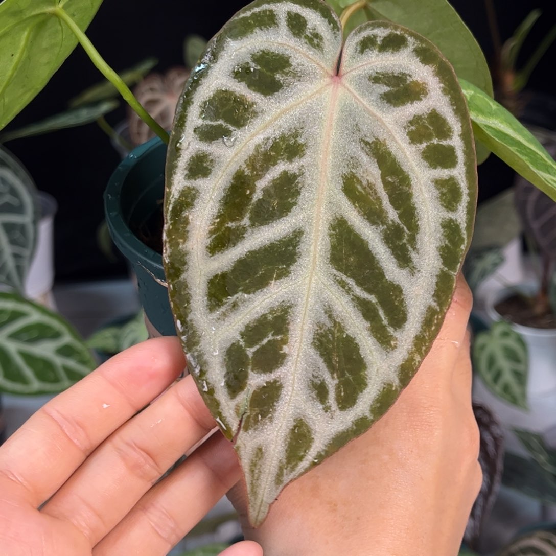 无花朵015银虎杂Skg银（叶损捡漏