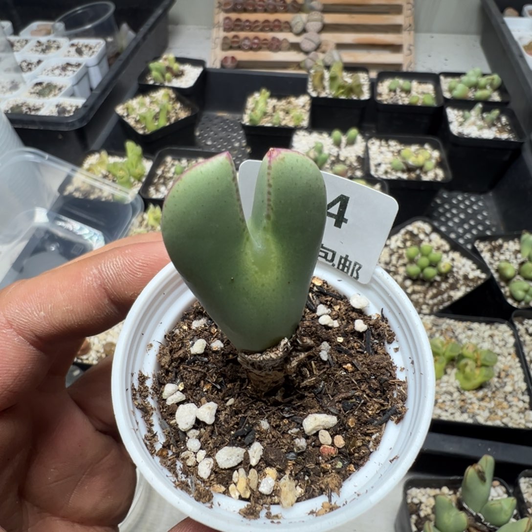 【闪购商品】 184。     