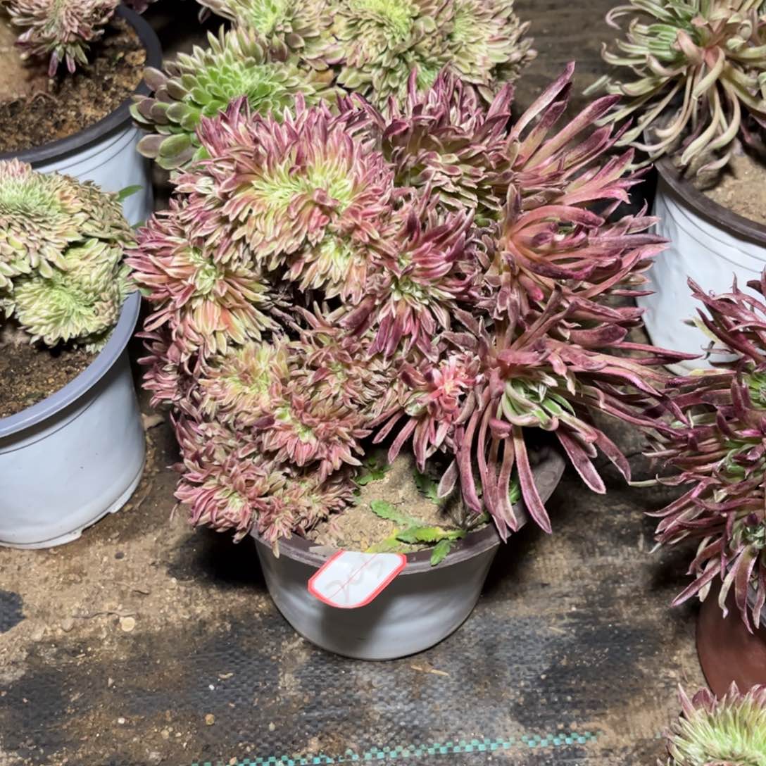 平**生205多肉植物金丝菊缀化