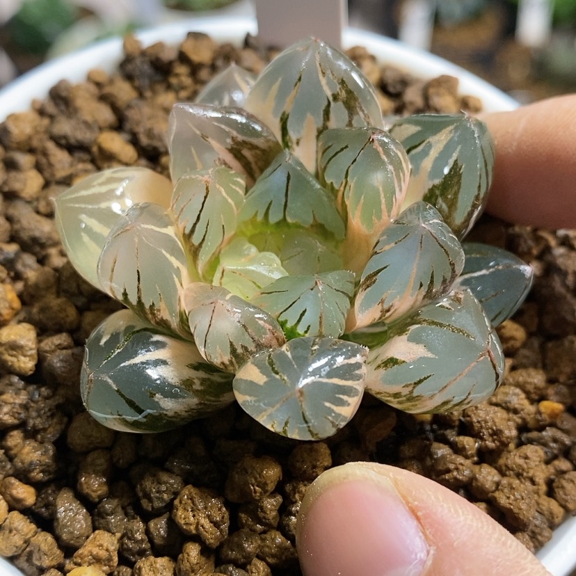 【闪购商品】369水晶