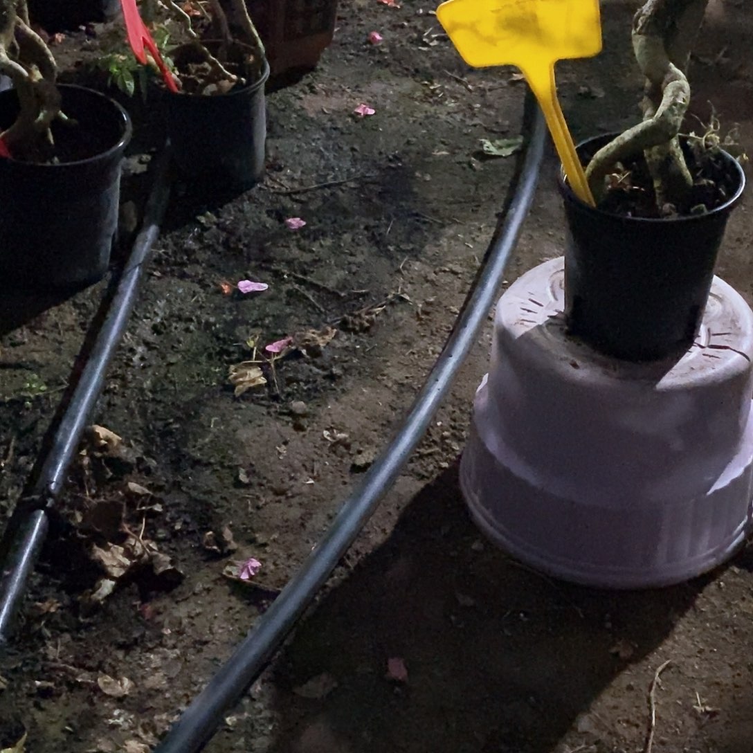 大部分开放少量花苞红骑士3532