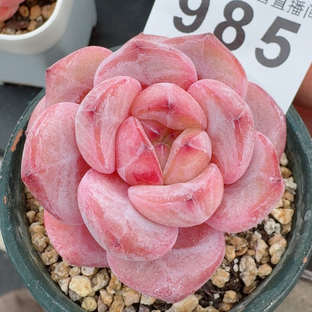 星影胖子         精品多肉