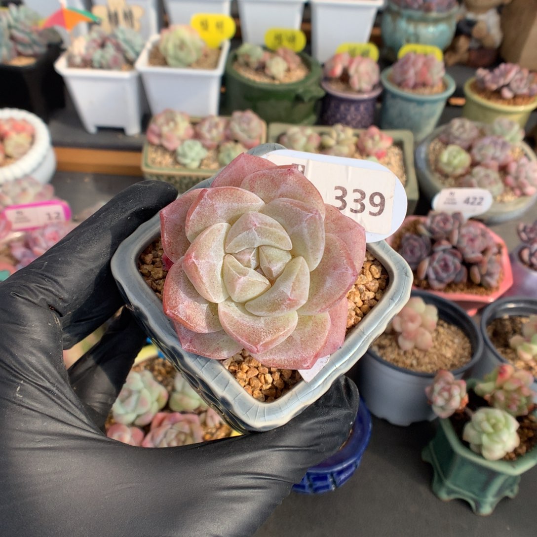 339 冰玉石化多肉