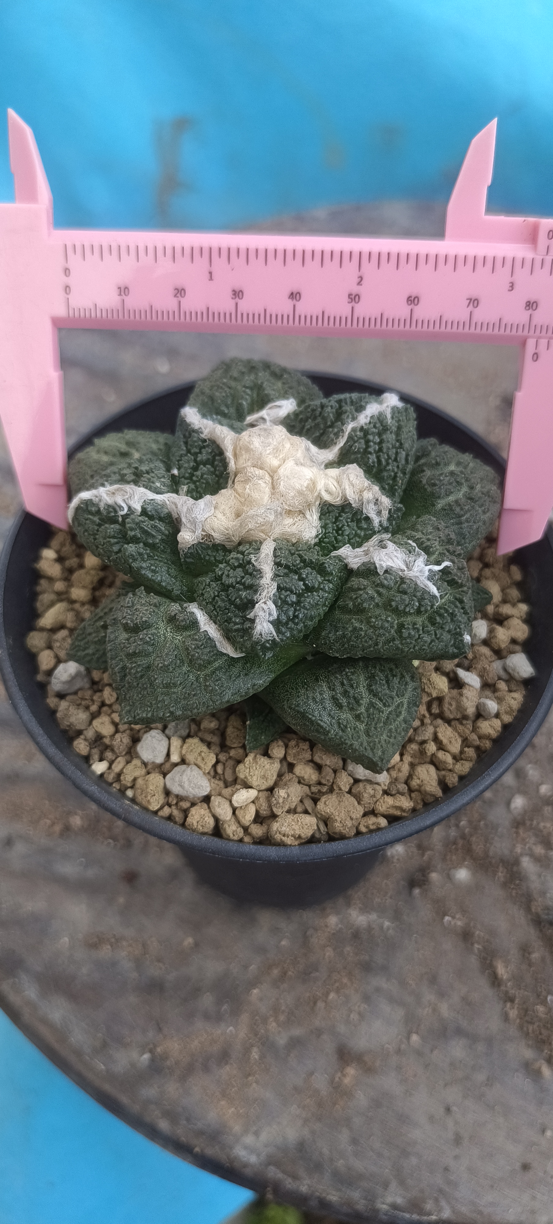 实生哥斯拉菜花牡丹萝卜根
