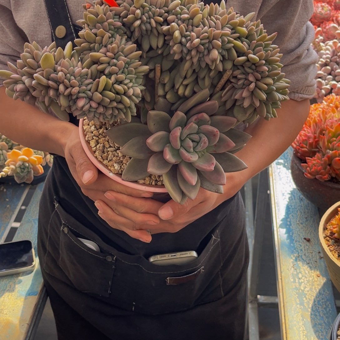 2419号上午多肉植物群生多肉植物