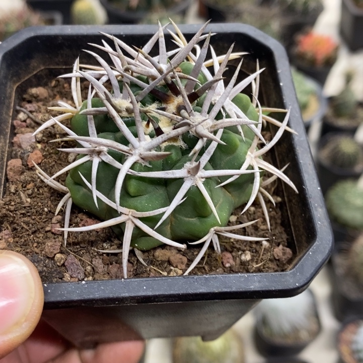 实生精品碧岩玉特价