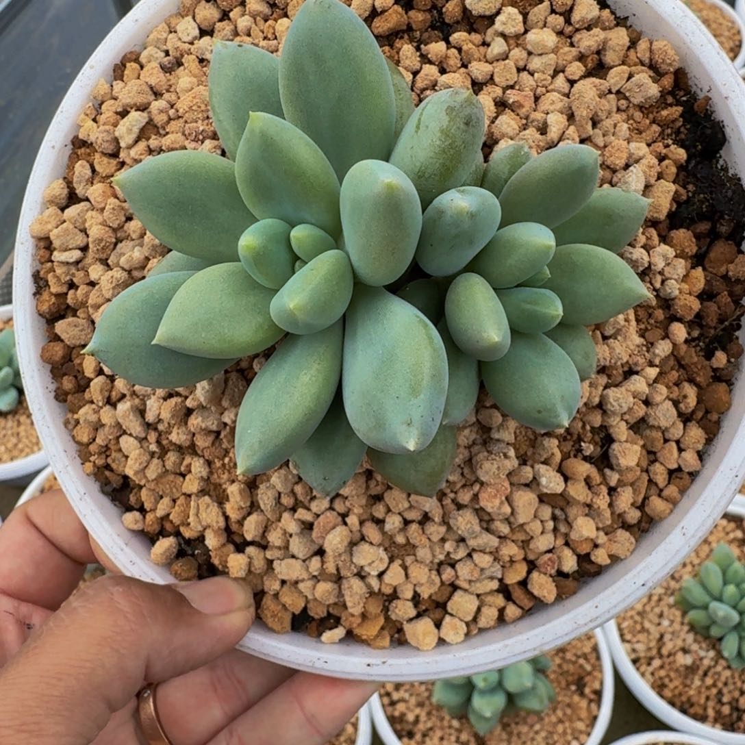 黄胖体 哥特 双头 一物一拍