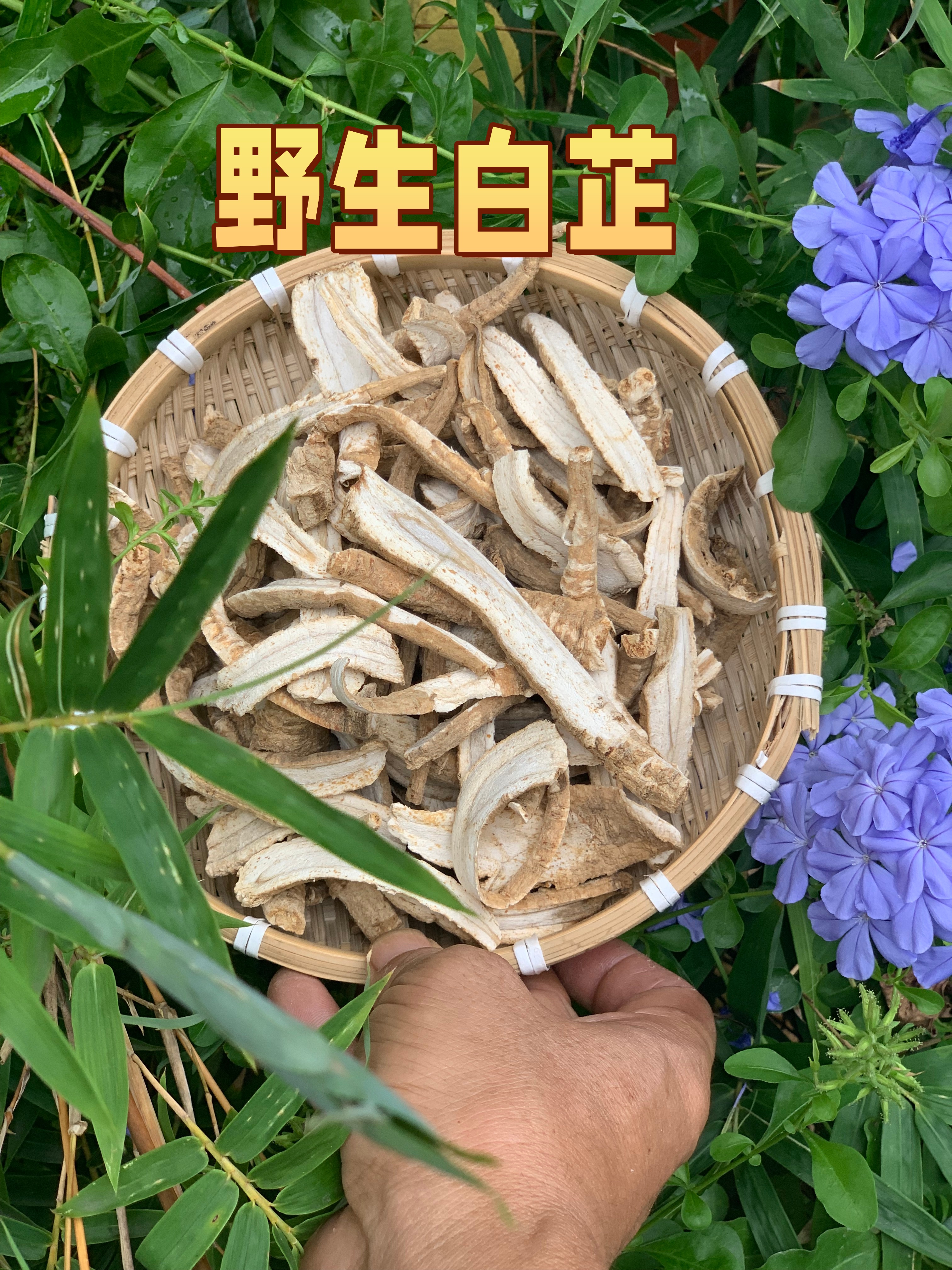 湖南高山野生白芷自己采挖煲汤香料卤材料炖羊肉炖猪脑花