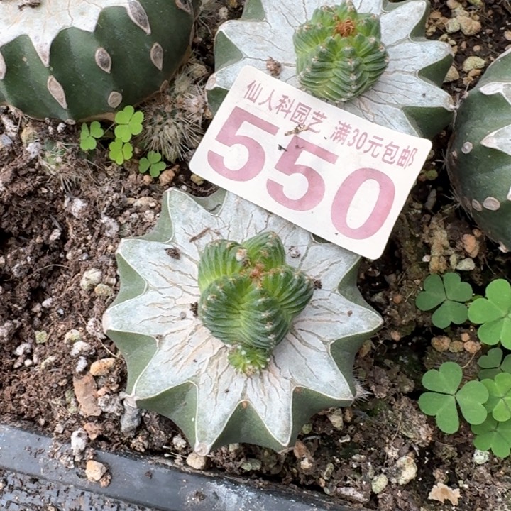 550苗接五星花龙仙人球