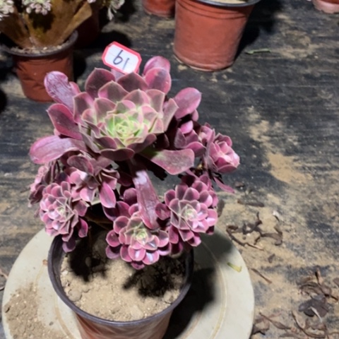 美杜莎捧花一物一拍