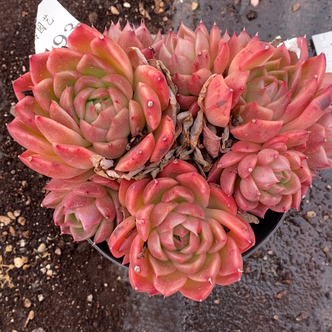 7193杂交多肉老桩