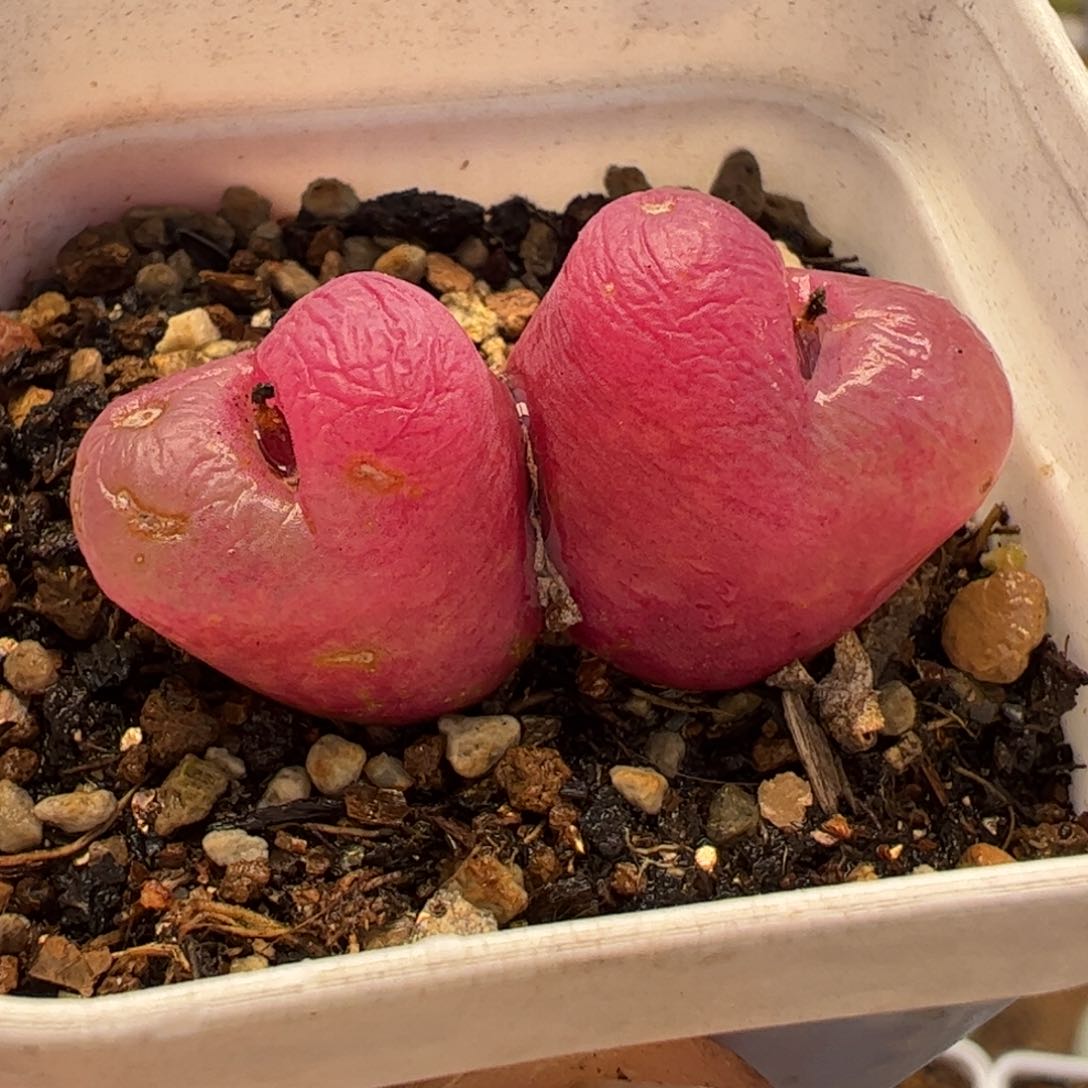 044多肉植物百科