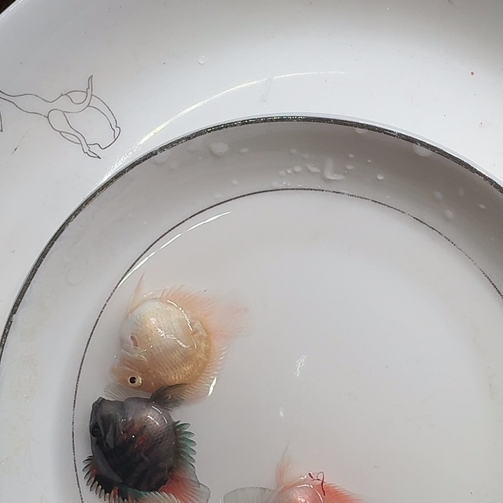 海水鱼迷你鹦鹉鱼