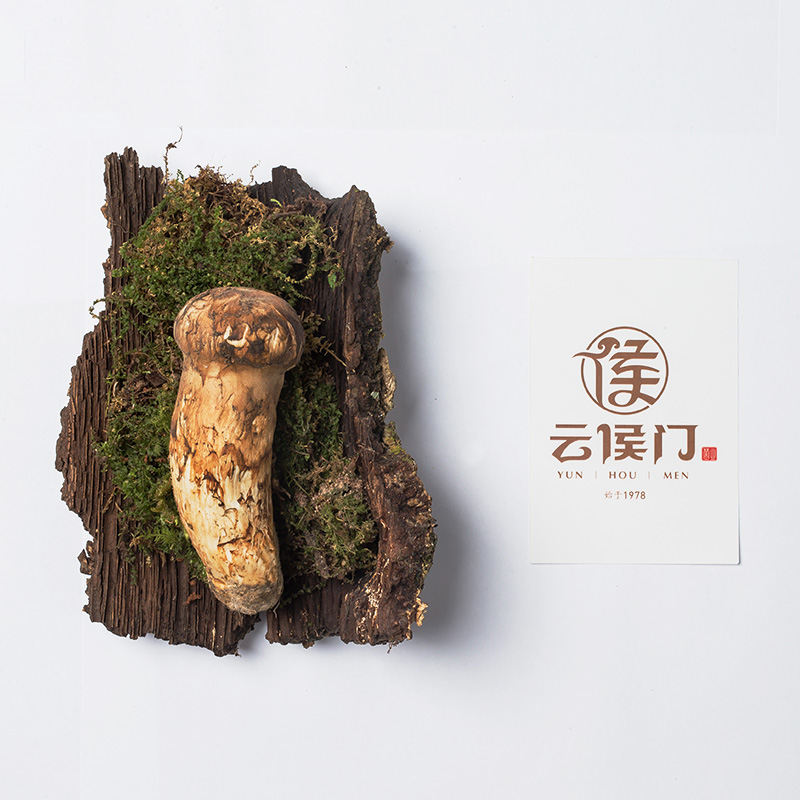 云南新鲜野生香格里拉松茸7-9