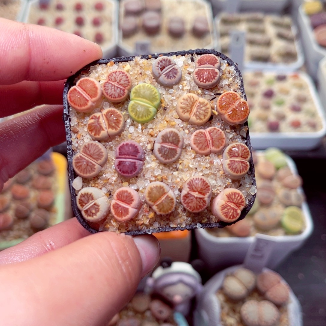 236号带盆包邮发货