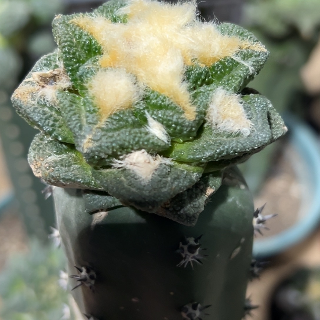 完全开放福利绣普大尤隔尤辛顿牡丹145