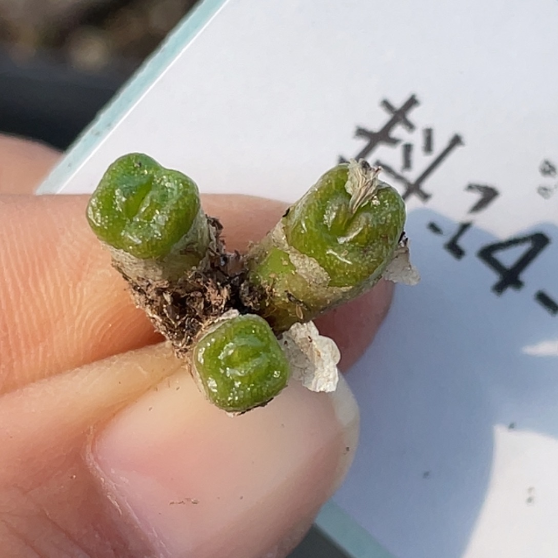 14-9方糖多肉植物