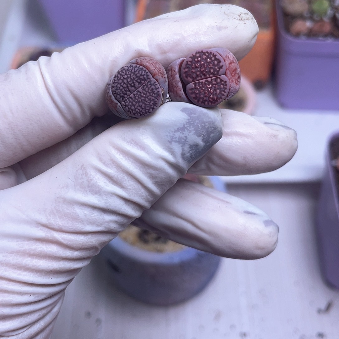 694 紫巴黎……………………