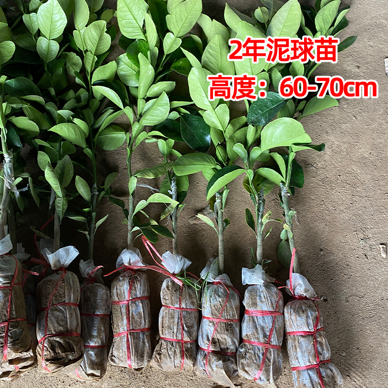 香水红柚新品种暹罗红柚嫁接优良品种红皮红肉柚子树广西容县发货