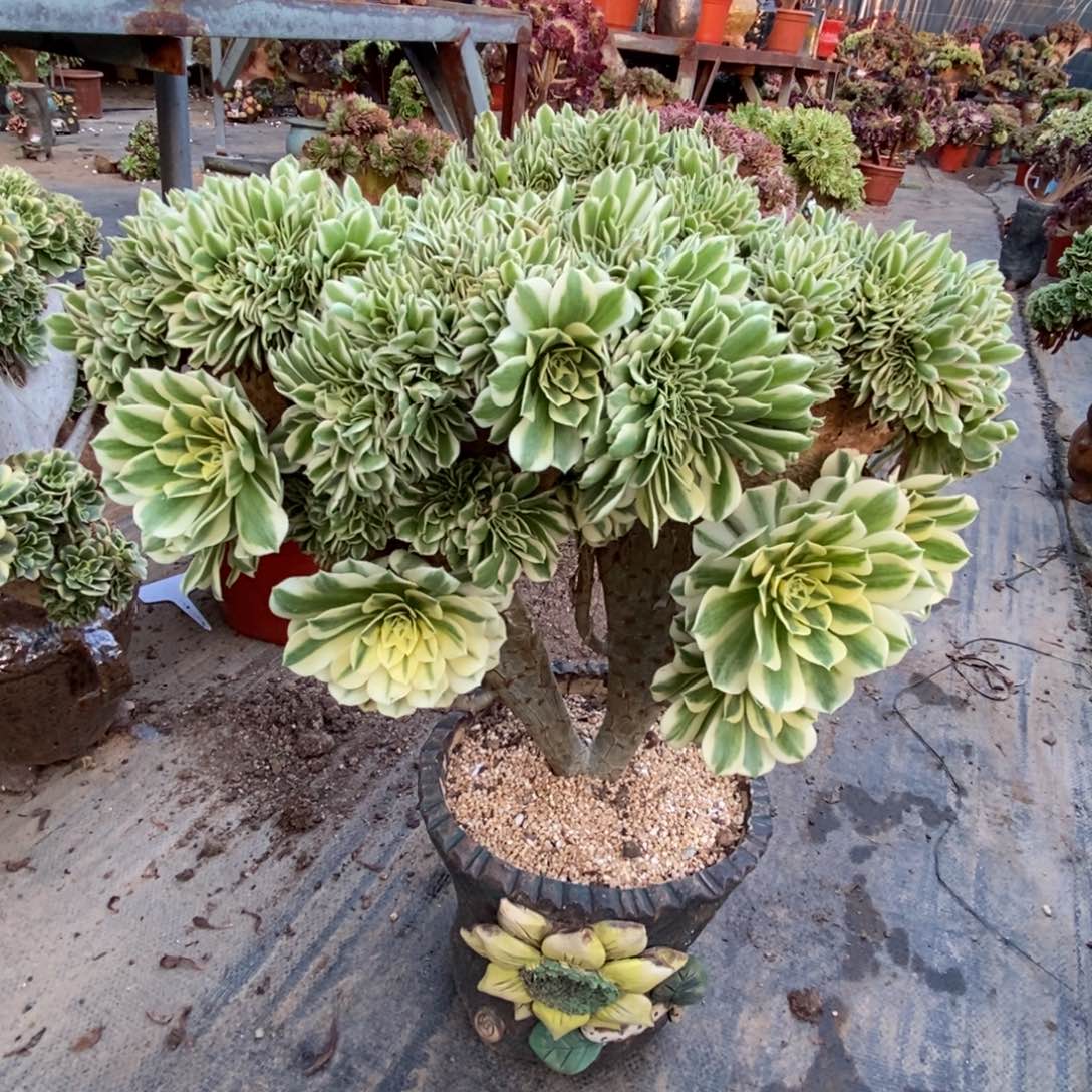 无花朵迈巴赫缀化