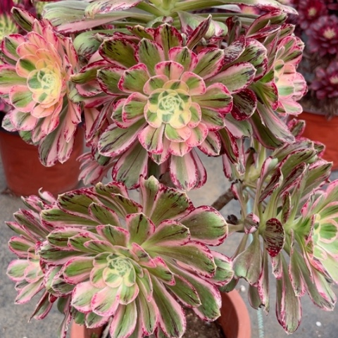 多肉植物微锦锦。