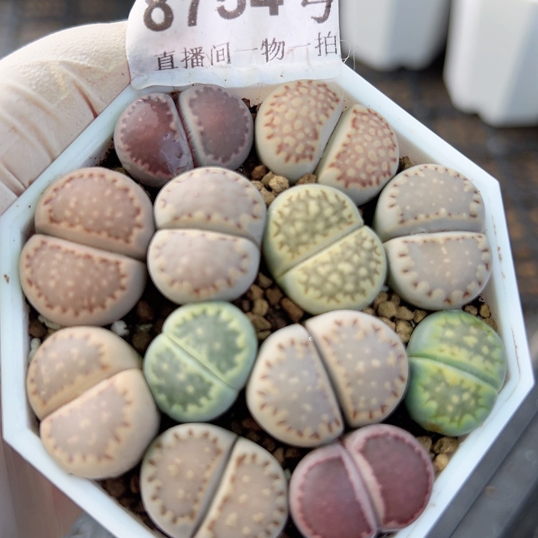 8754四年优选彩饼干6.5cm盆
