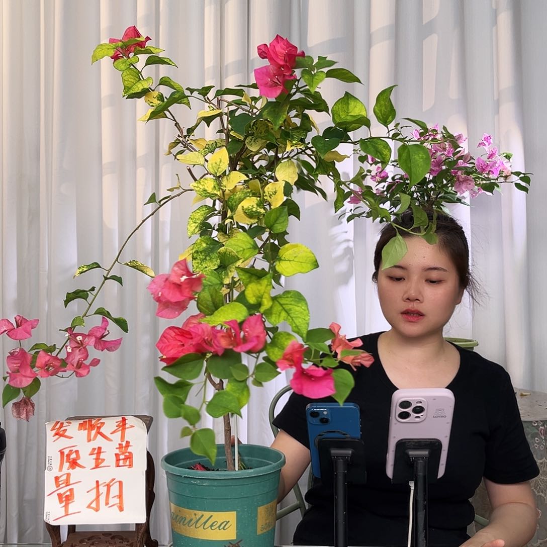 当前无花栽培后可以开花鱼红带竹一颗