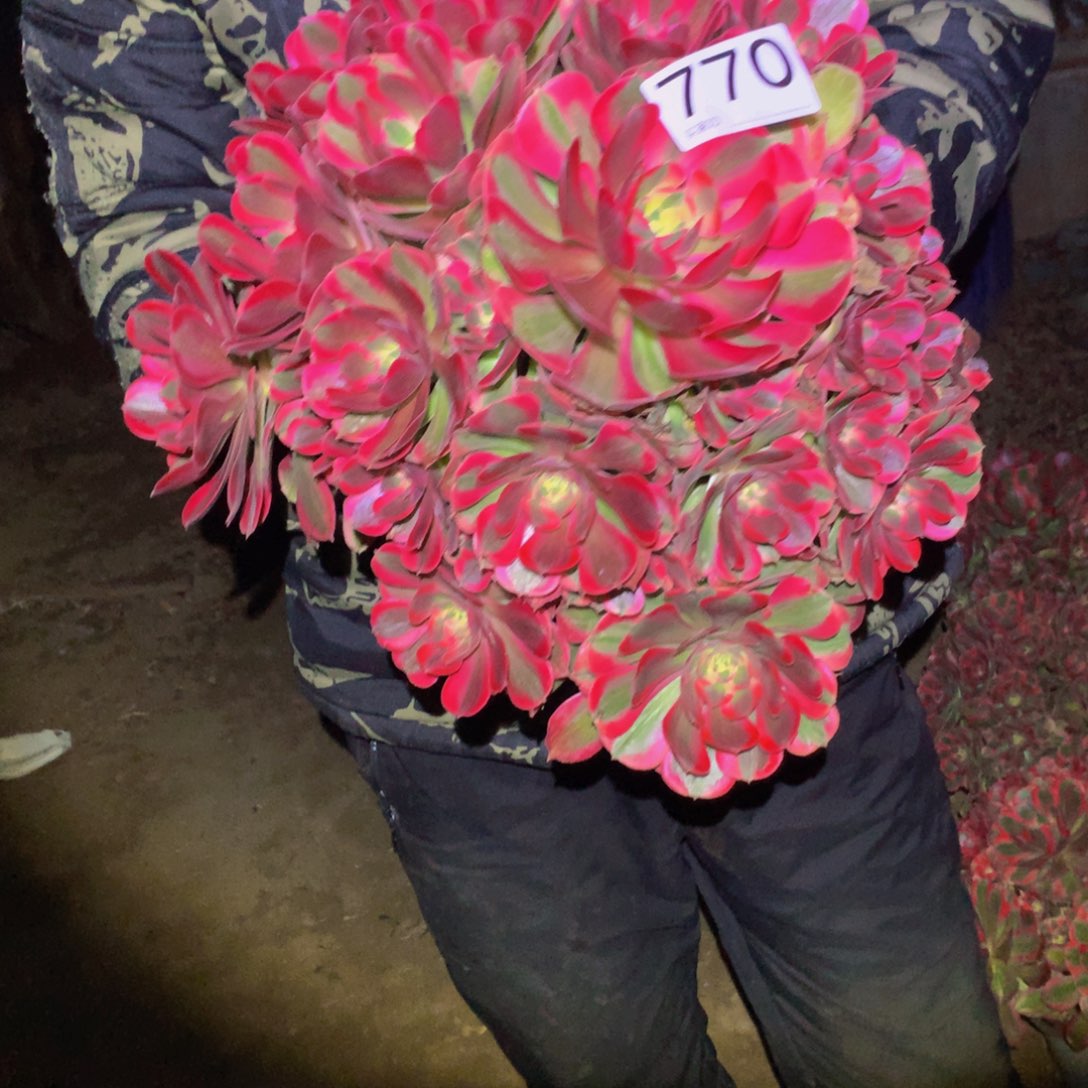 法师多肉植物770