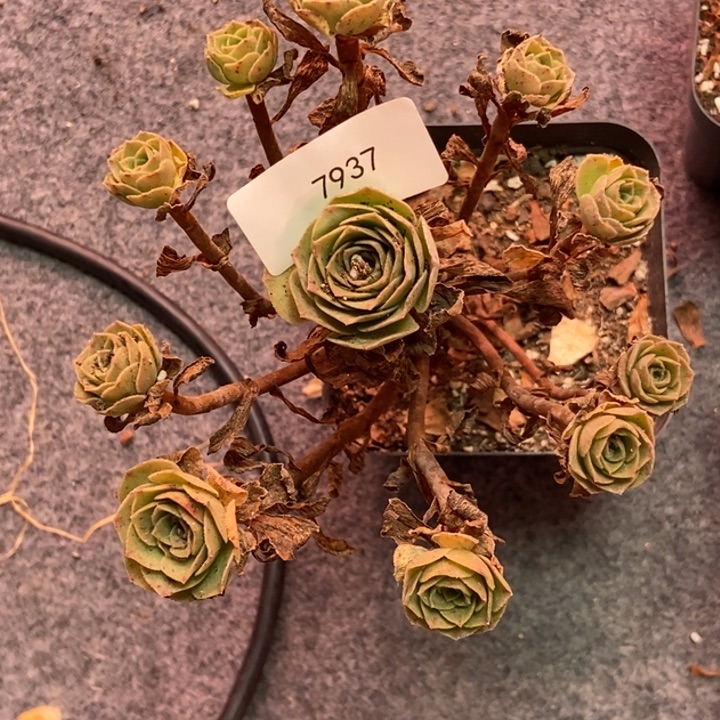 锦***喽7937山地玫瑰花群