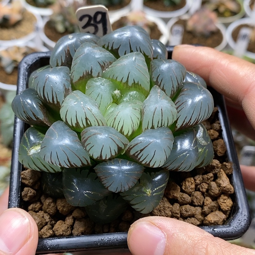 【闪购商品】39ob母本