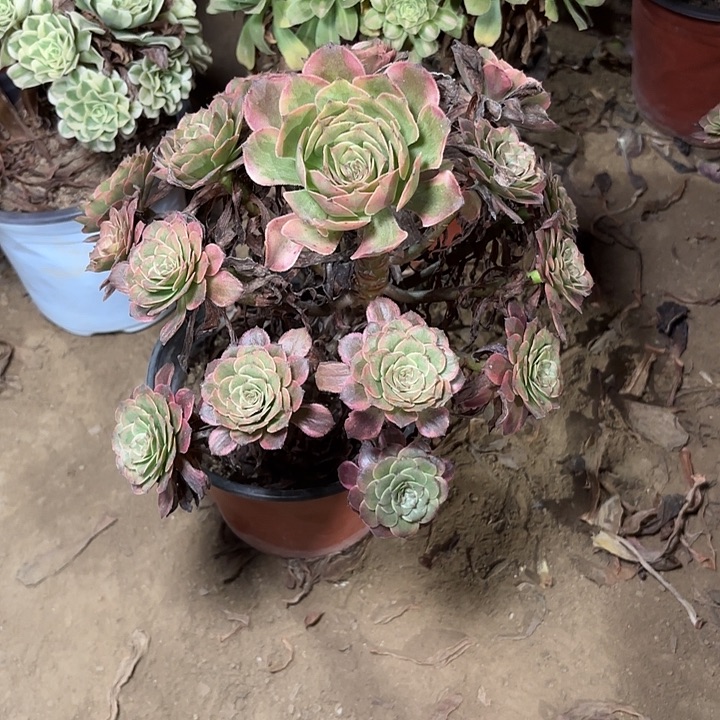 多肉植物法师烟花39