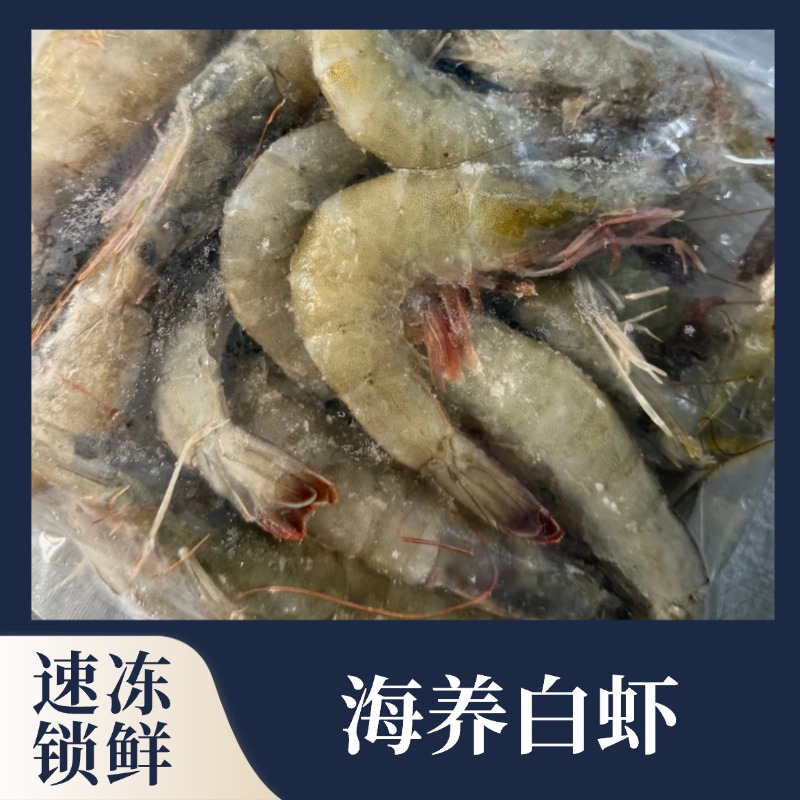 海养白虾（速冻锁鲜）