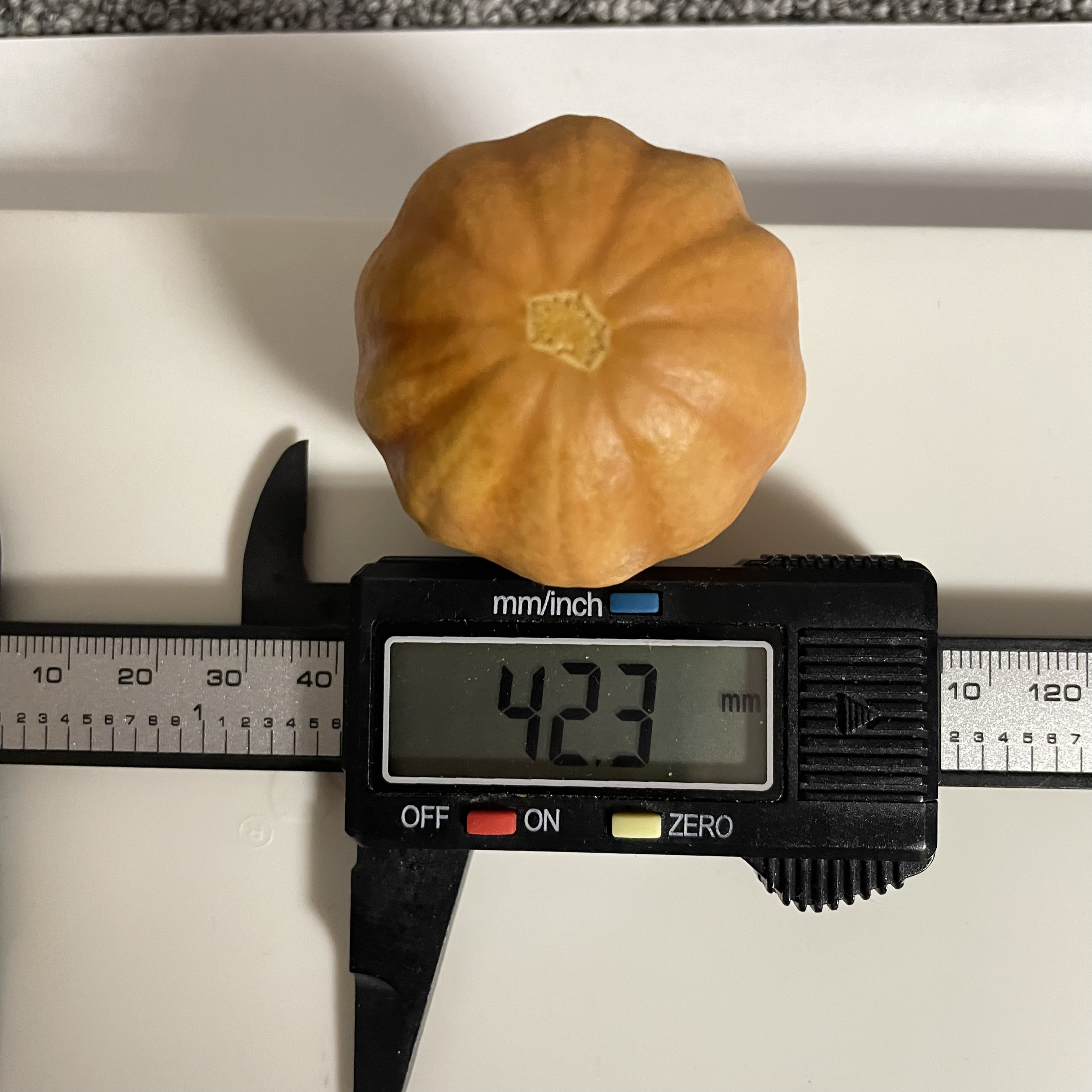 精品反色墨西哥葫芦，大厚皮，尺寸看图